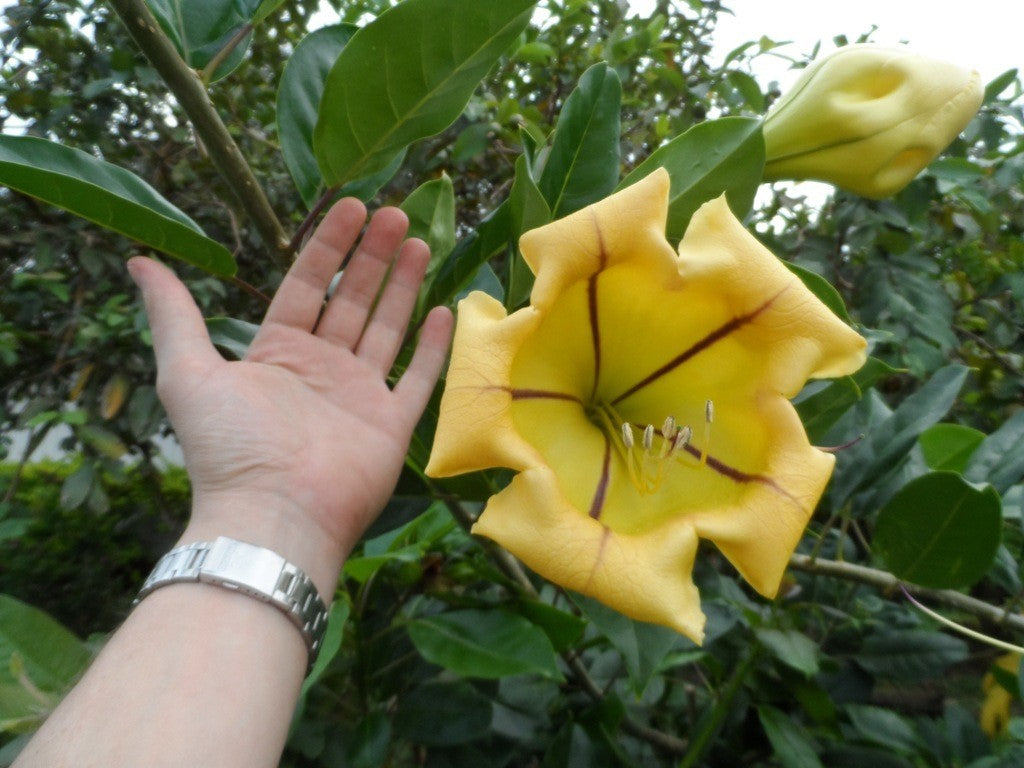 Solandra maxima 150-200 cm Gold Chalice Gold Chalice Vinná obří květina popínavá rostlina