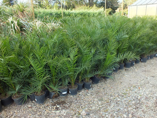 Kanarische Dattelpalme 100-120 cm - Phoenix canariensis - Phönixpalme