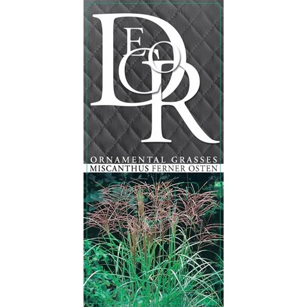 Miscanthus sinensis Ferner Osten 30-50 cm Chinaschilf