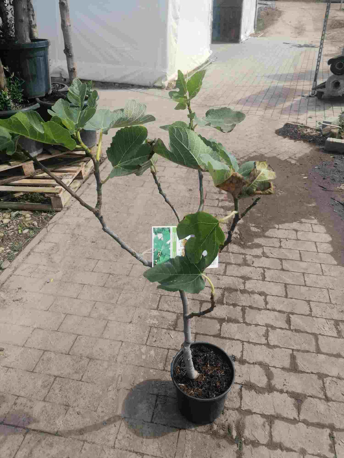 Fíkovník - Ficus carica Napolitana cca. 100 cm silný kmen ovocného stromu - pravý fík - mrazuvzdorný
