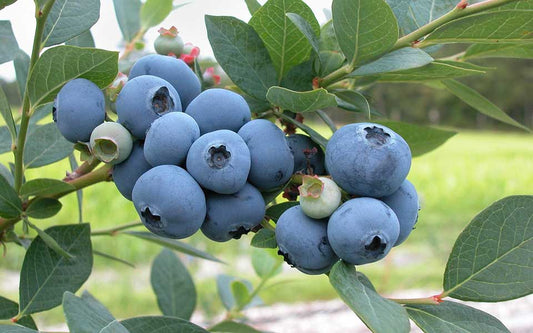 Vaccinium corymbosum Pioneer - Kulturheidelbeere, Hochbuschige Heidelbeere