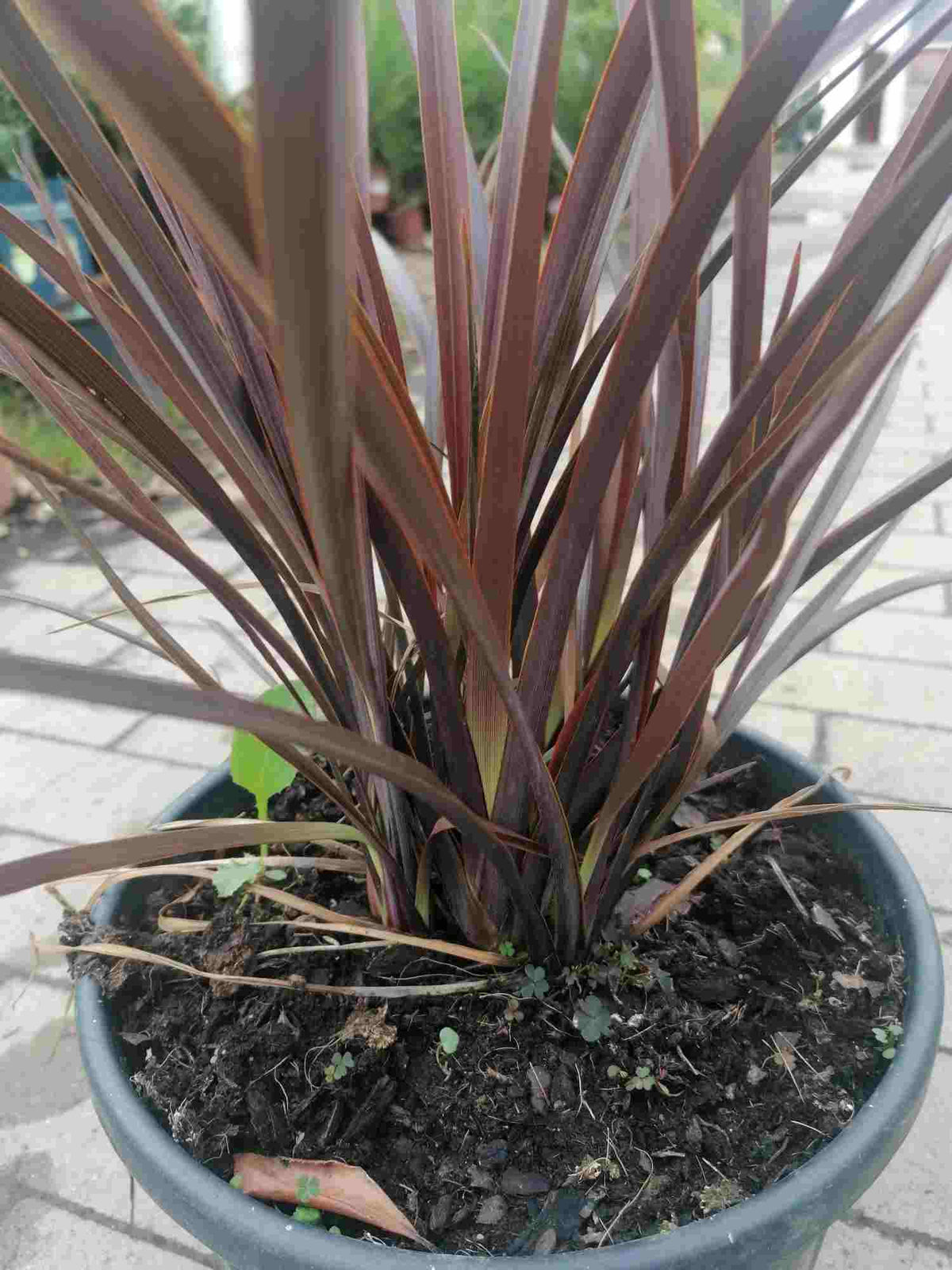 Červený novozélandský len - Phormium Special Red 60-80 cm - Rostlina - Mrazuvzdorná