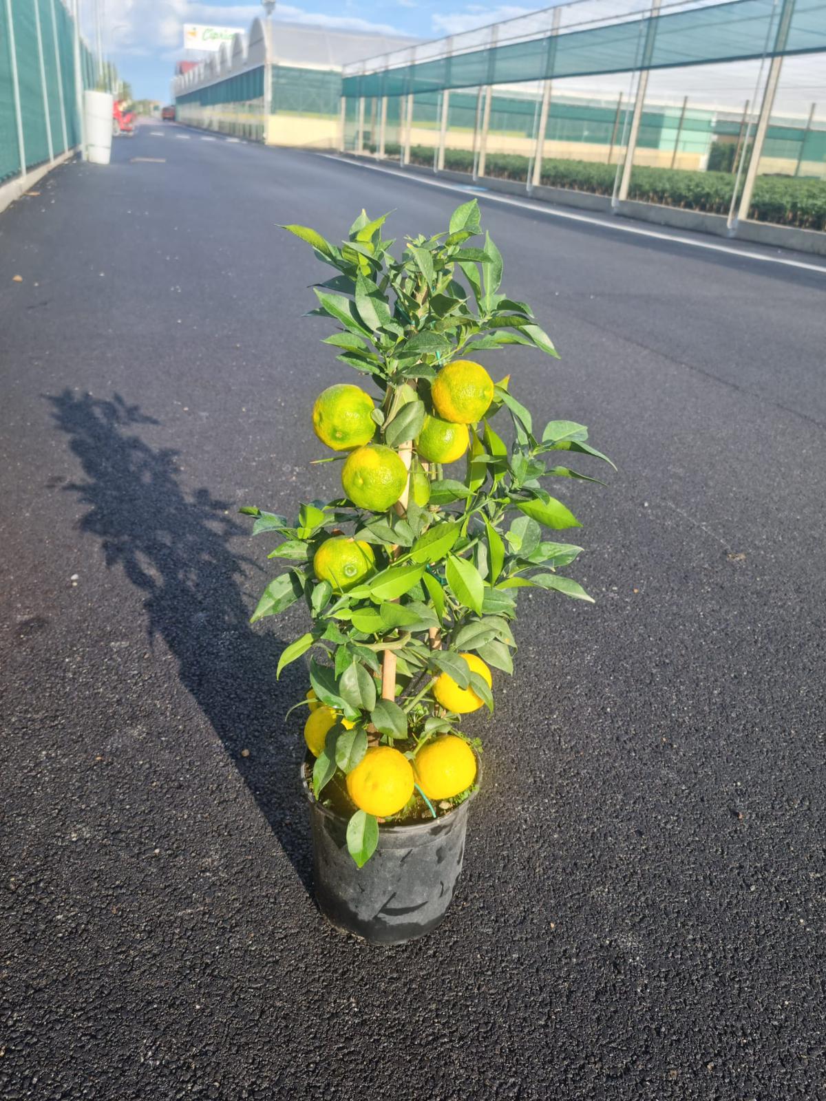 Citrus x junos - Yuzu 50-70 cm S PLODY - Mrazuvzdorná odrůda citrusů do -12°C - roubovaná