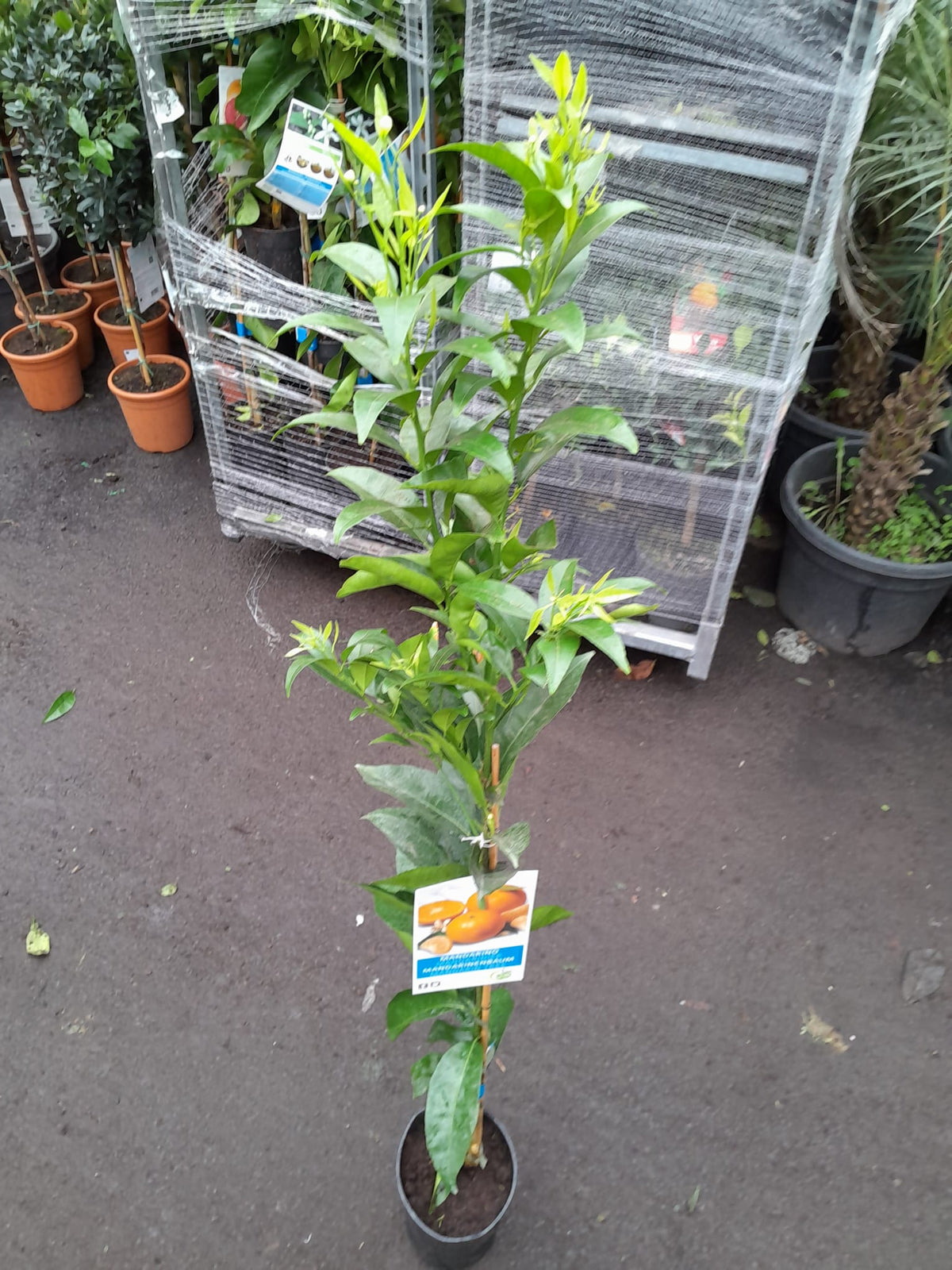 Mandarinovník 100-140 cm C/17 - Citrus reticulata - Rostlina mandarinky