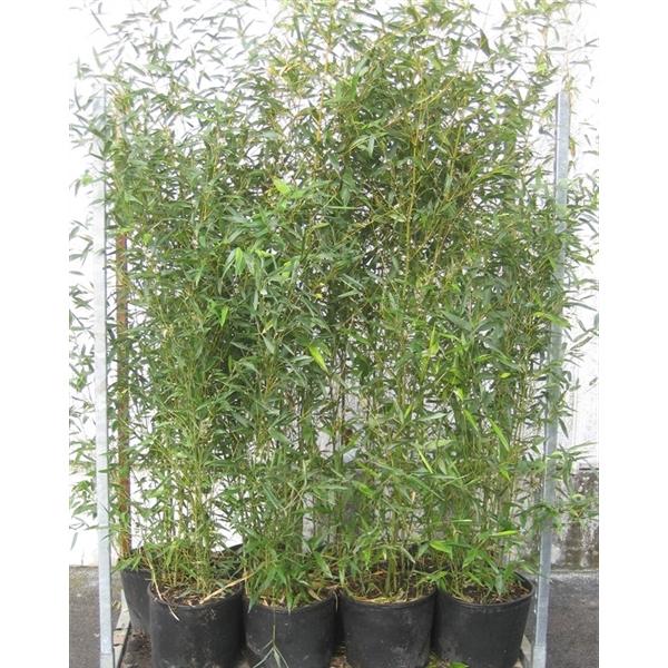 Phyllostachys bissetii - bambus bissetiový - zelený bambus