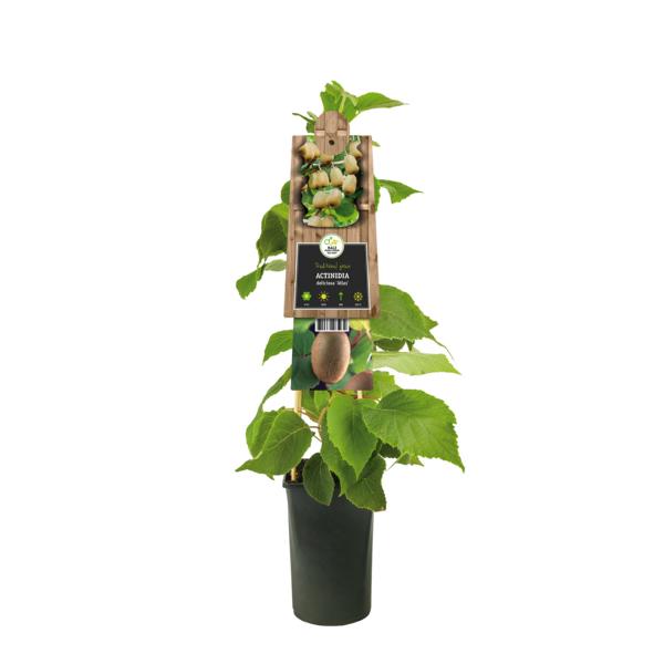 Kiwi Pflanze 70 cm Actinidia deliciosa - Chinesische Stachelbeere