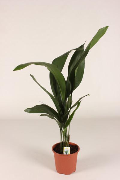 Aspidistra elatior Schusterpalme Metzgerpalme Schildblume Zimmerpflanze