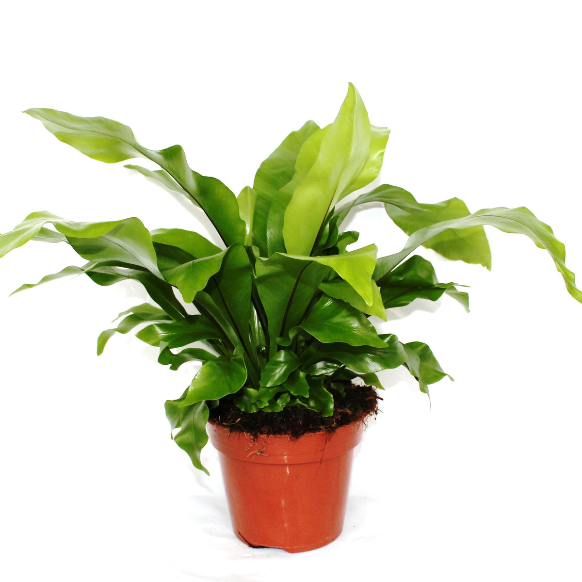 Asplenium nidus - kapradina ptačí hnízdo - pokojová rostlina čistící vzduch - zelená rostlina