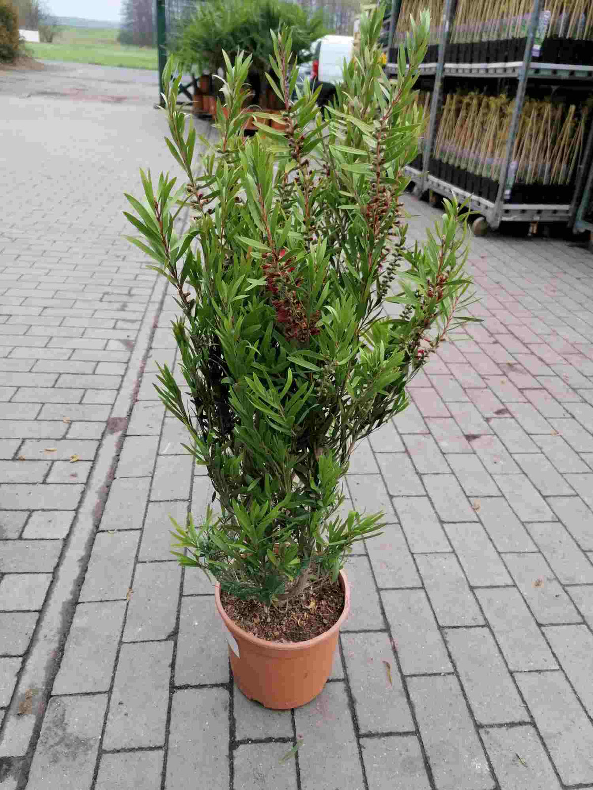 Karminroter Zylinderputzer Callistemon Capitan Cook - Kübelpflanze