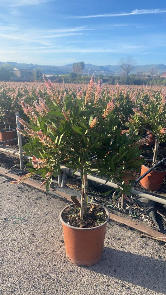 Karminroter Zylinderputze - Callistemon Splendens - Kübelpflanze