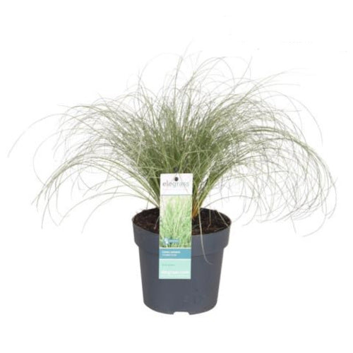 Carex - Ziergras - Seegen - winterhart - Sauergrasgewächs
