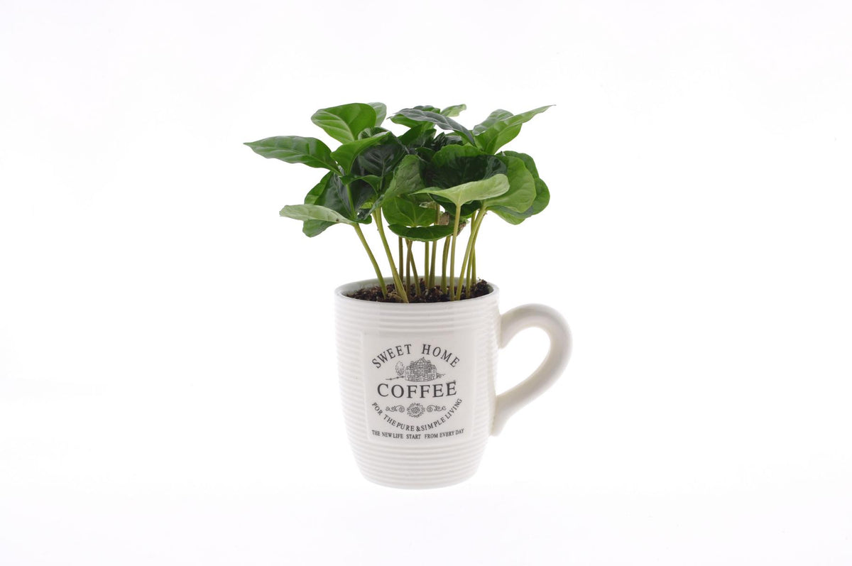 Coffea arabica Kaffee Pflanze Kaffeestrauch Zimmerpflanze