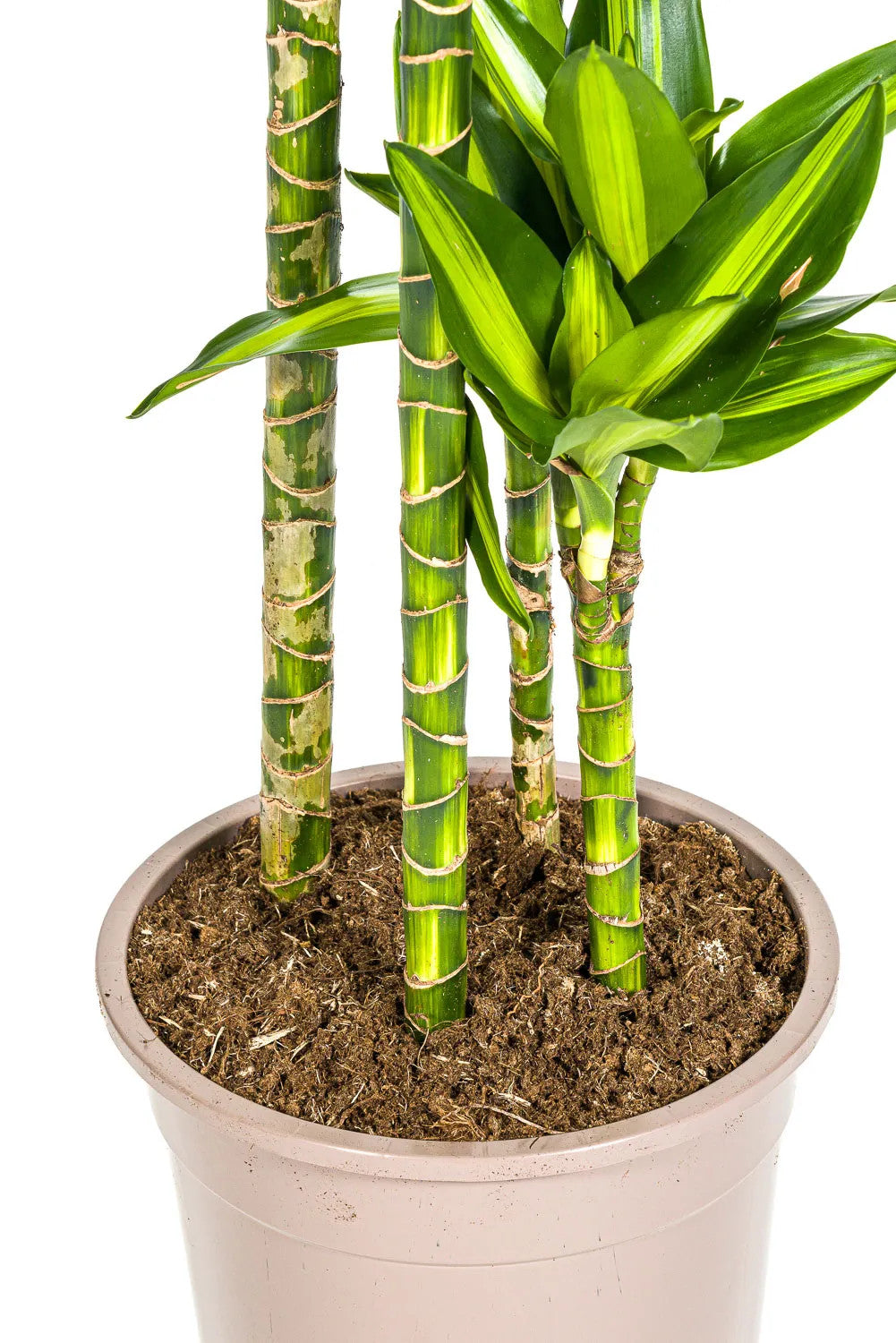 Drachenbaum 'Cintho' - Dracaena fragrans 'Cintho' - Zimmerpflanze