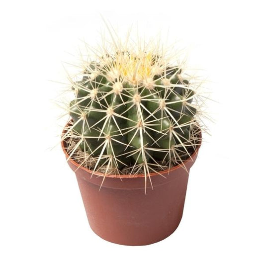 Echinocactus Grusonii superss - Schwiegermutterstuhl
