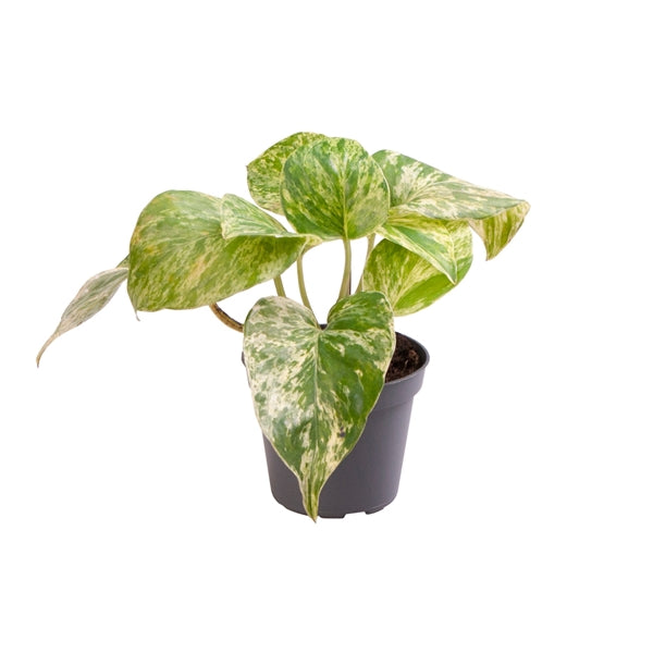 Epipremnum pinnatum Marble Queen - Efeutute - Gefleckte Efeutute