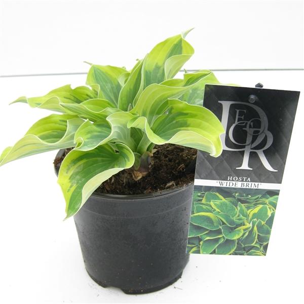 Hosta - Funkien - Herzblattlilien verschiedene Sorten Staude Beetpflanze