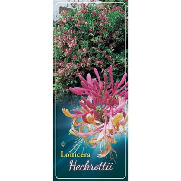 Echtes Geißblatt 60-80 cm Lonicera - Jelängerjelieber