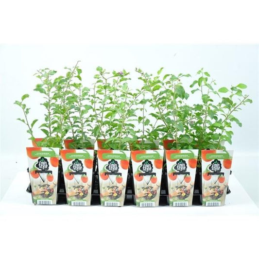 Goji bobule Lycium barbarum řešetláky