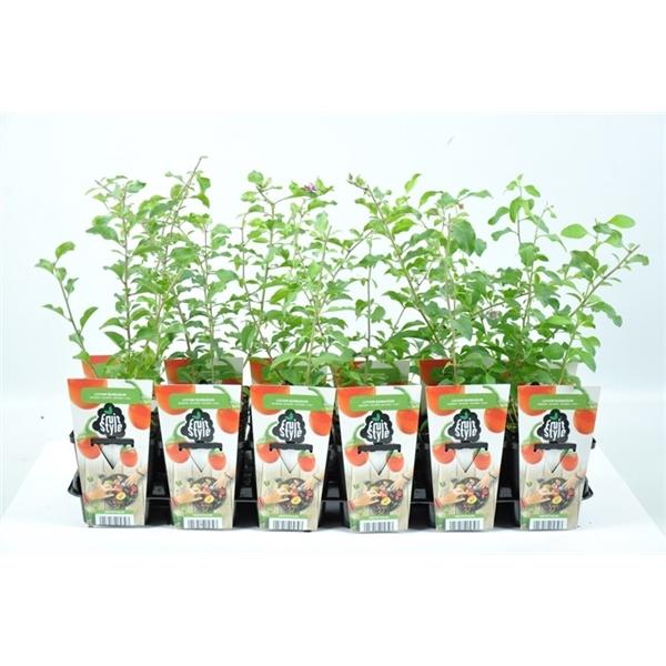 Goji-Beere Lycium barbarum Bocksdorne