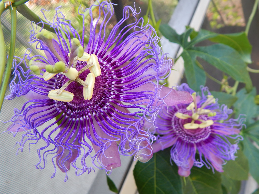 Winterharte Passionsblume - exotische Schönheit - mehrjährige Kletterpflanze