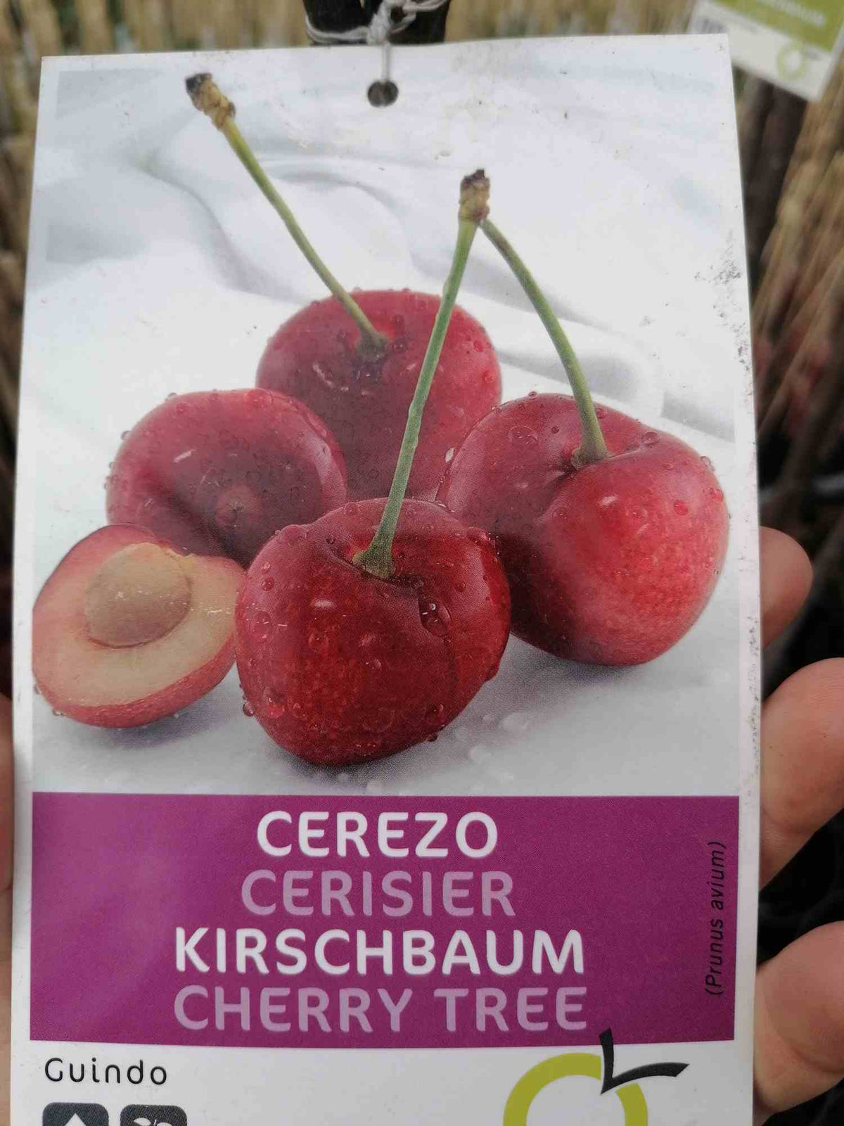 Třešeň - Prunus avium - Třešně - Ovocný strom
