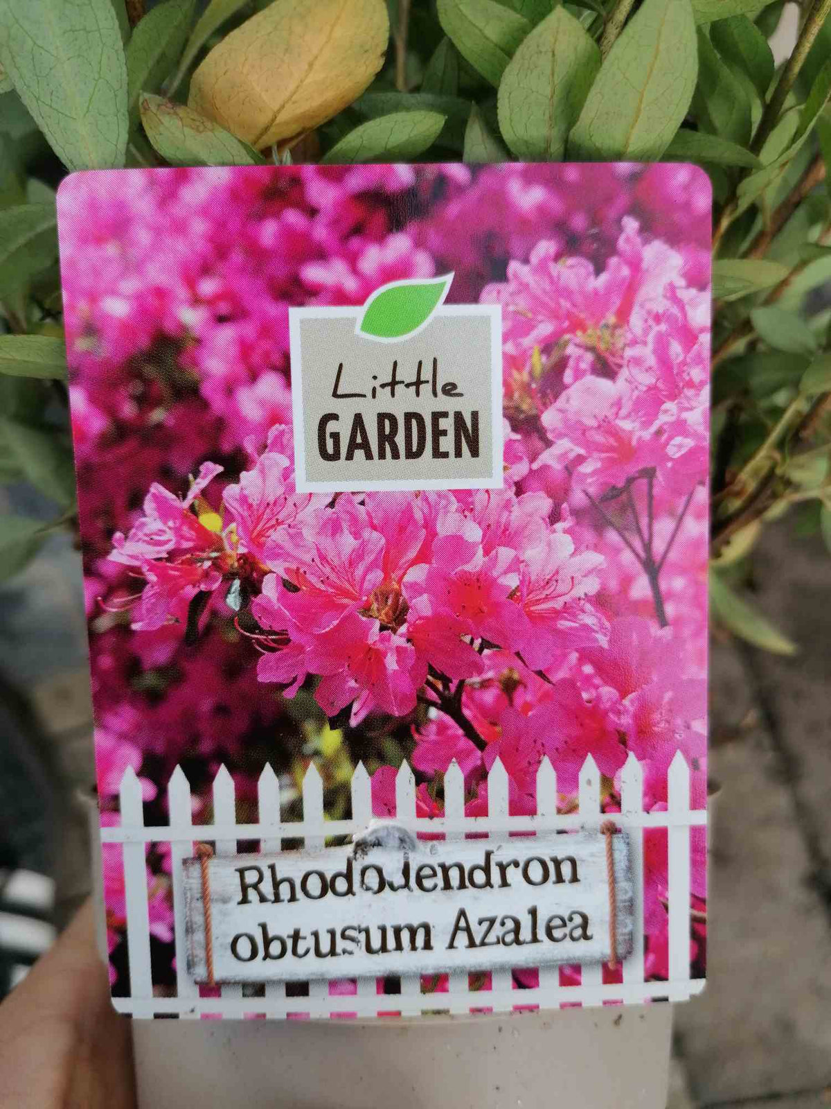 Japanische Azalee - Rhododendron obtusum
