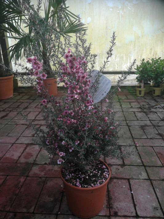 Südseemyrte 40-45 cm Leptospermum scoparium - Manuka