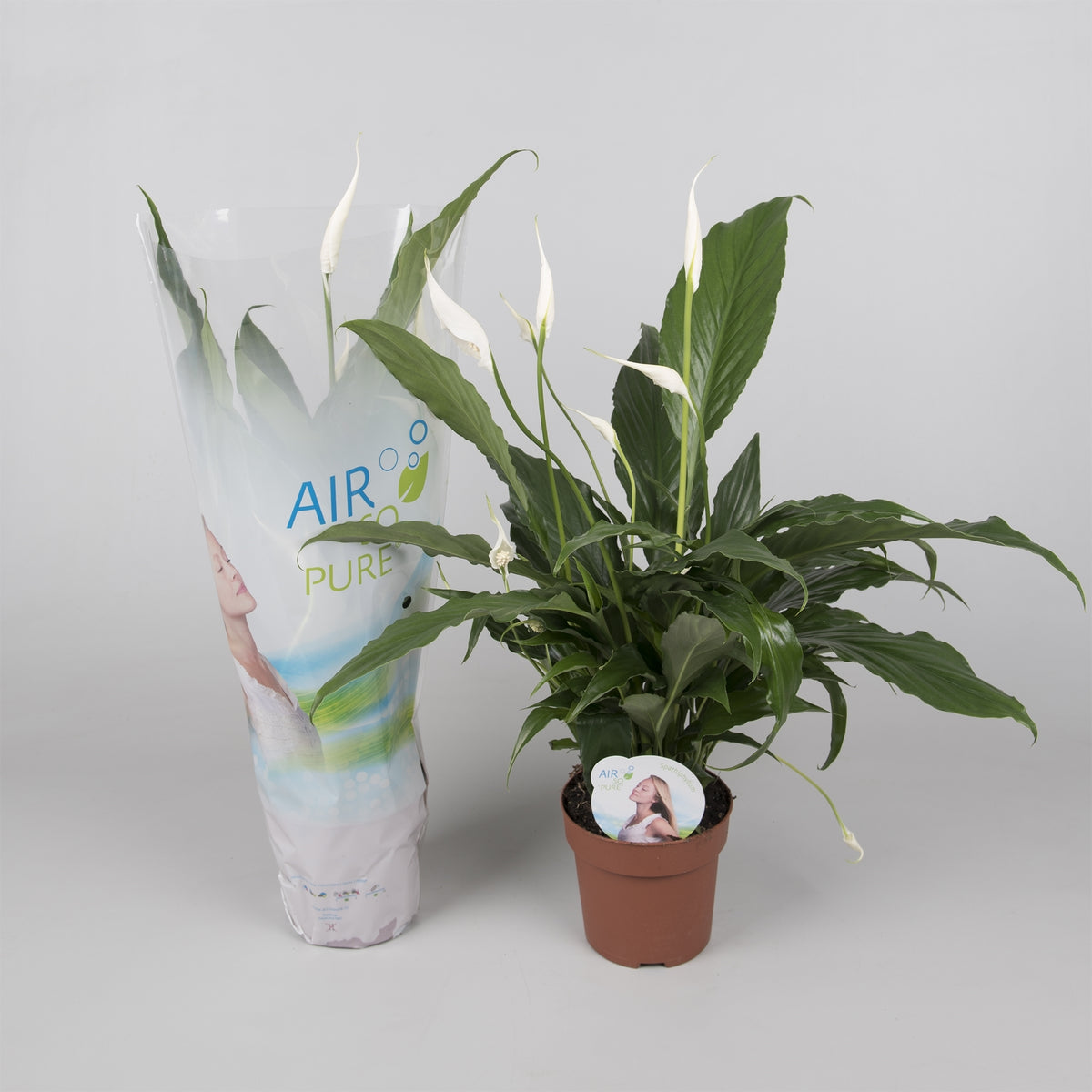 Spathiphyllum - Einblatt Scheidenblatt Grünpflanze Zimmerpflanze bessere Raumlu