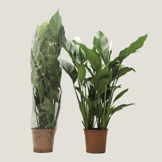 Spathiphyllum - Einblatt Scheidenblatt Grünpflanze Zimmerpflanze bessere Raumlu