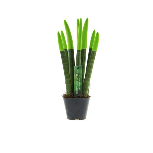Sansevieria Cylindrica Straight -Spaghetti VELVET TOUCHZ®- 15-20 cm Bogenhanf Zimmerpflanze