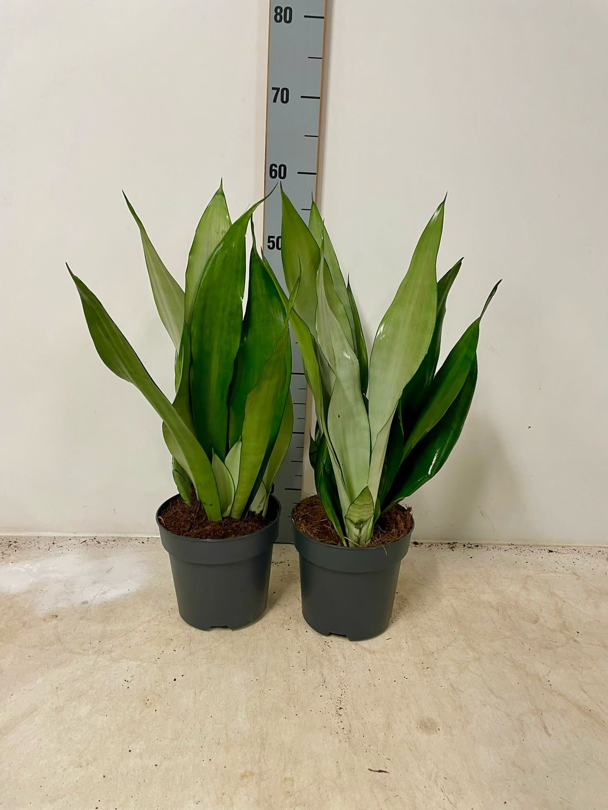 3 Stück Sansevieria mix 50-60 cm Bogenhanf bessere Raumluft Zimmerpflanze