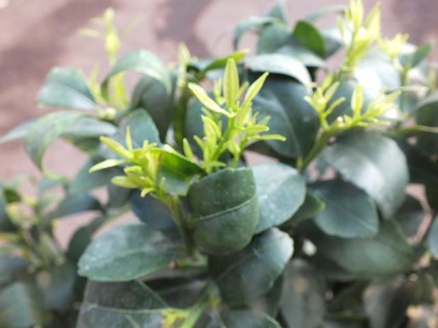 Citrus x junos - Yuzu 50-60 cm - Mrazuvzdorná odrůda citrusů do -12°C - roubovaná