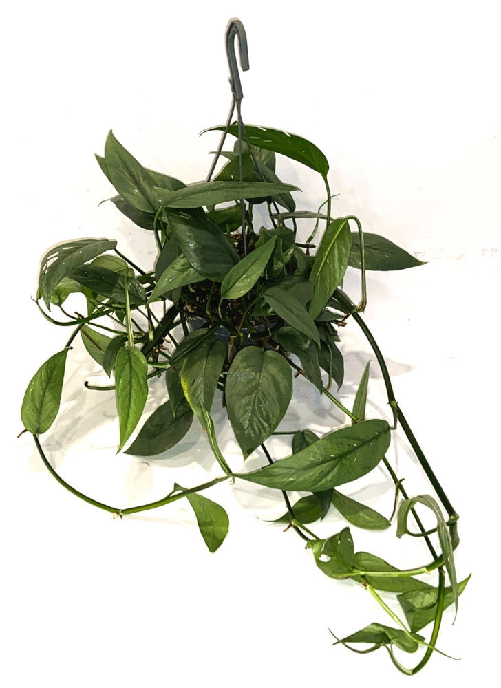 Epipremnum Cebu Blue Ampel - Efeutute T40-44 cm lange Ranken Rankpflanze Pflegeleicht Hängepflanze Zimmerpflanze