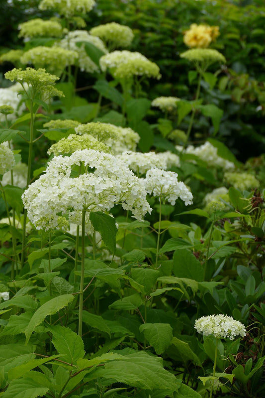 Hydrangea arborescens Annabelle - kulovitá hortenzie - lesní hortenzie