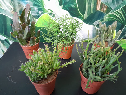 Rhipsalis Cassutha - kaktus říční - korálový kaktus - nenáročná pokojová rostlina