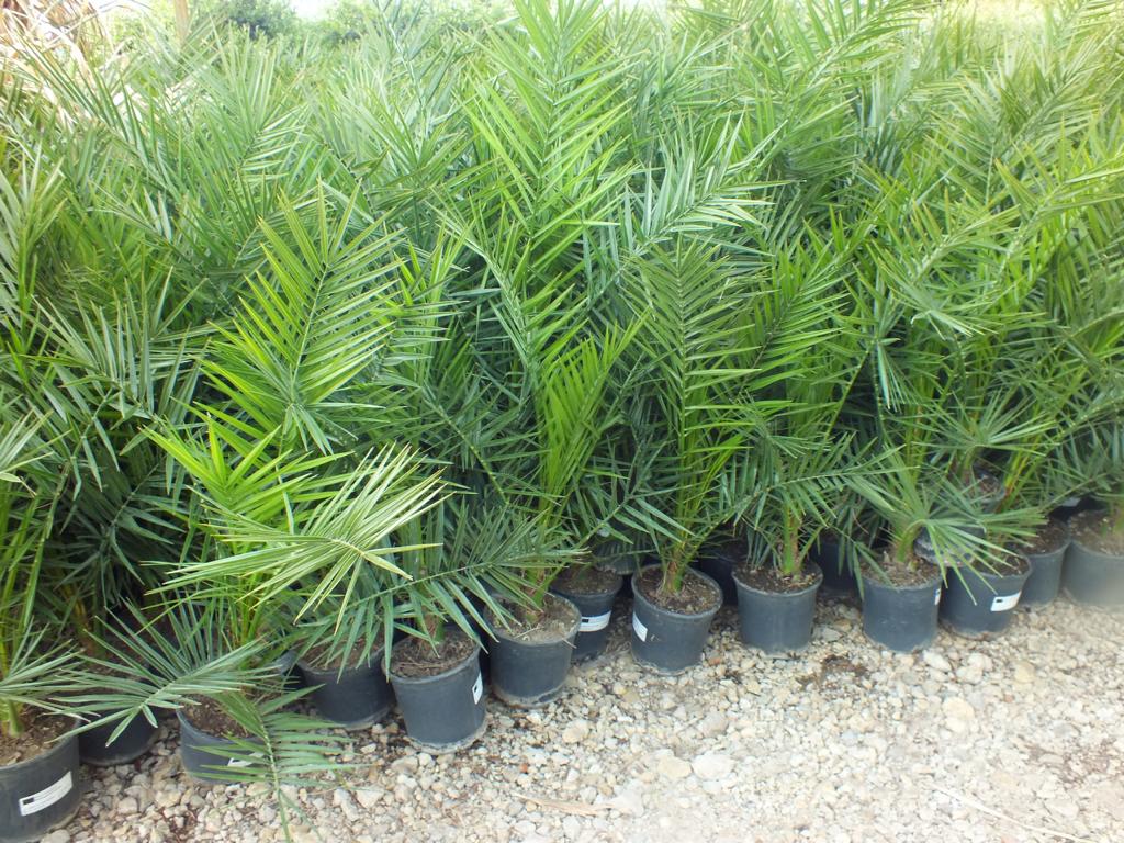 Kanarische Dattelpalme 100-120 cm - Phoenix canariensis - Phönixpalme