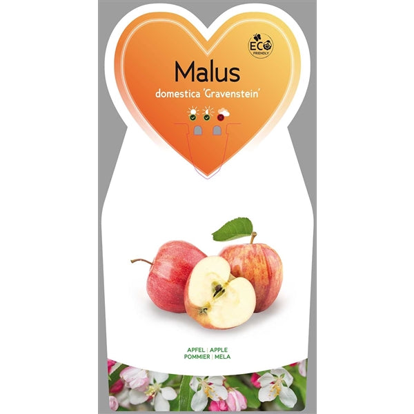 Malus domestica Gravensteiner - Herbstapfel - Apfelbaum - alte Sorte