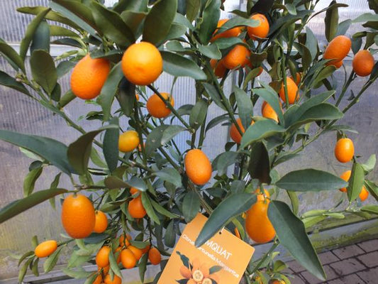 Kumquat s ovocem 130-160 cm Fortunella margarita Citrus citrusová rostlina
