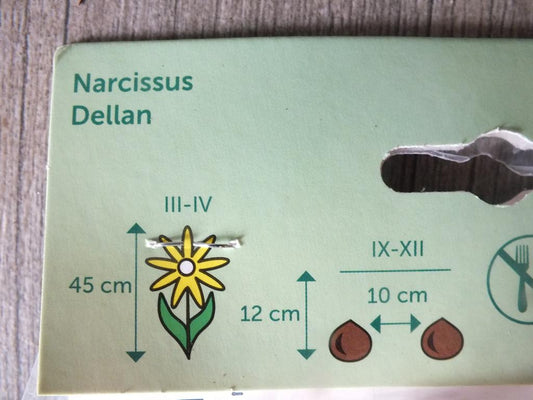 7 cibulovin narcisů Dellan - mrazuvzdorné rostliny do zahrady a na balkon - trvalky - do květináčů a záhonů
