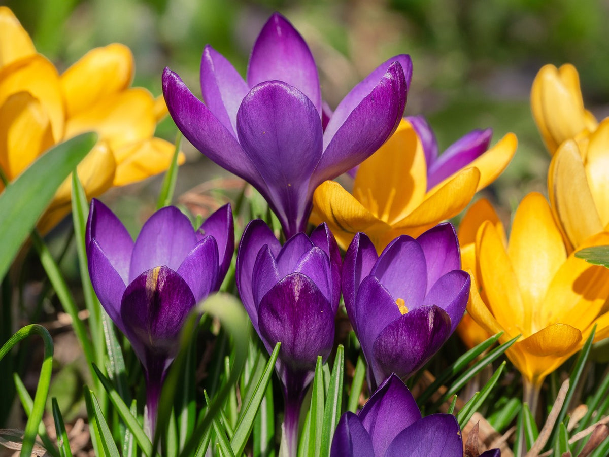 100 Stück gemischt Krokusse Blumenzwiebeln - winterharter Pflanzen für Garten und Balkon -mehrjährig - für Topf und Beet