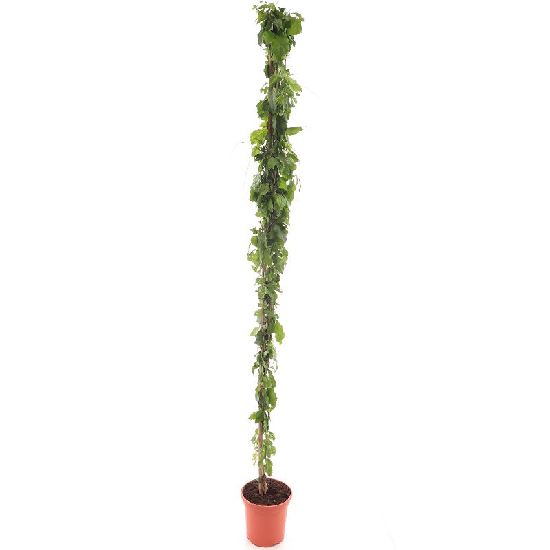 Passiflora edulis 180-200 cm Passionsfrucht Maracuja starkwachsende Kletterpflanze mit immergrünem Laub