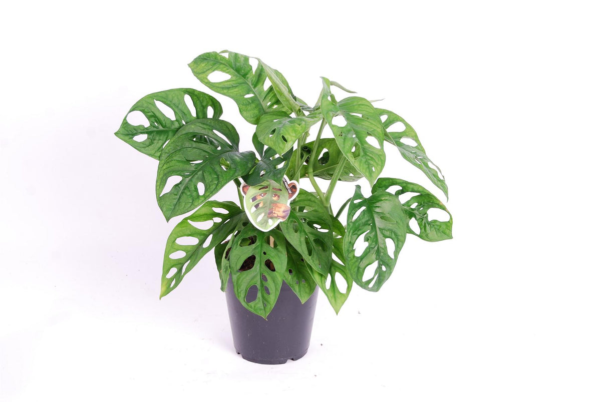 Monstera obliqua Monkey Leaf - MONSTERA MONKEY MASK - Fensterblatt - Affenmaske - Monstera adansonii
