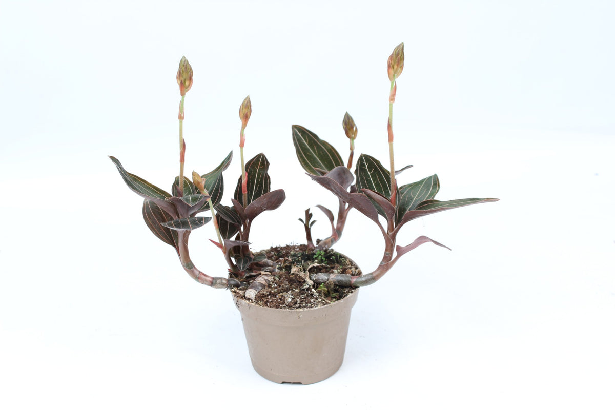 Juwelorchidee 20 cm Ludisia discolor Erdorchidee