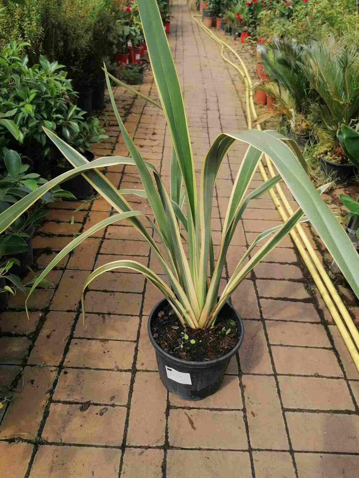 Phormium tenax Variegatum 80-100 cm - Neuseeländer Flachs / buntblättrig - Ausgefallener grün - weiss Farbverlauf auf den Blättern