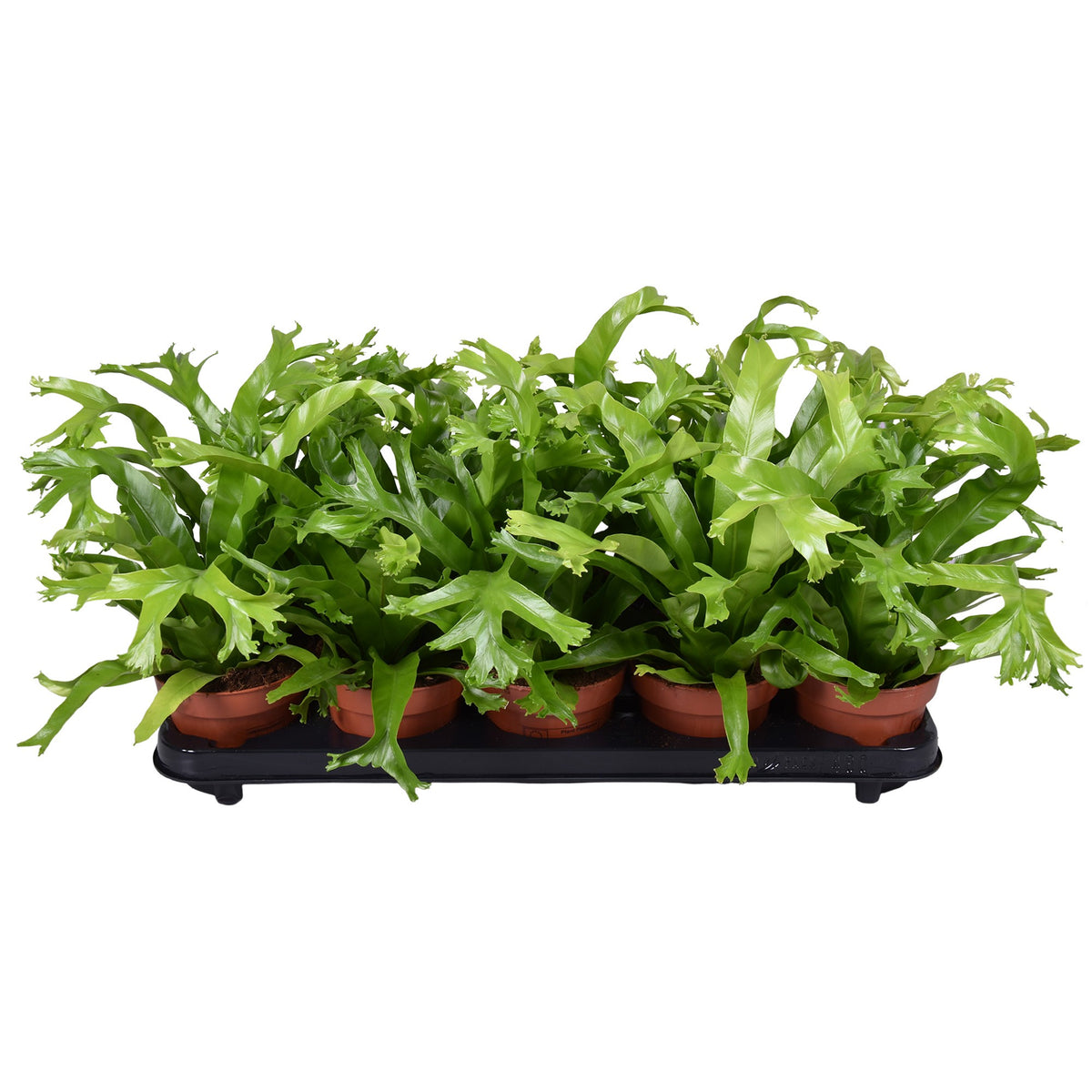 Asplenium nidus Crissie Topf 12 cm Ø Nestfarn - Luftreinigende Zimmerpflanze - Grünpflanze