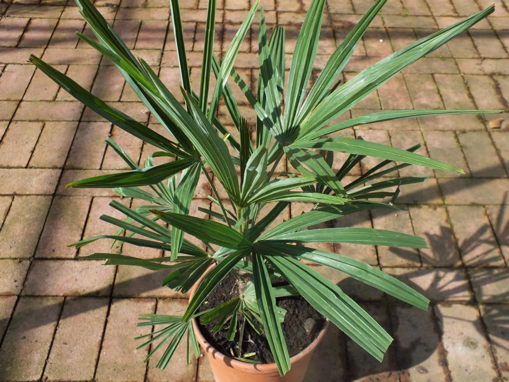 Sonderposten Chinesische Hanfpalme 80-100 cm Trachycarpus fortunei