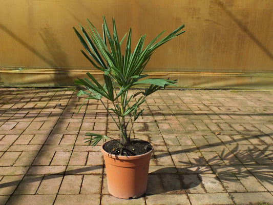 Sonderposten Chinesische Hanfpalme 80-100 cm Trachycarpus fortunei