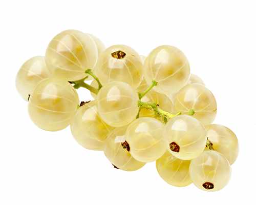 Bílý rybíz 'Werdavia' - Ribes rubrum 'Werdavia'