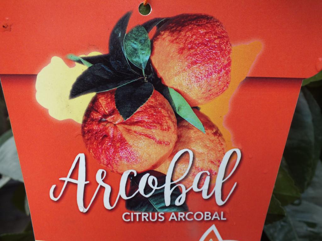 Pomerančovník Arcobal 60-80 cm - Citrus Sinensis 'Arcobal' - Duhově oranžová