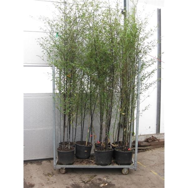 Phyllostachys nigra - černý bambus - černý bambus